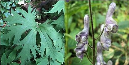 Листья и цветы борца северного, аконита (Aconitum septentrionale)