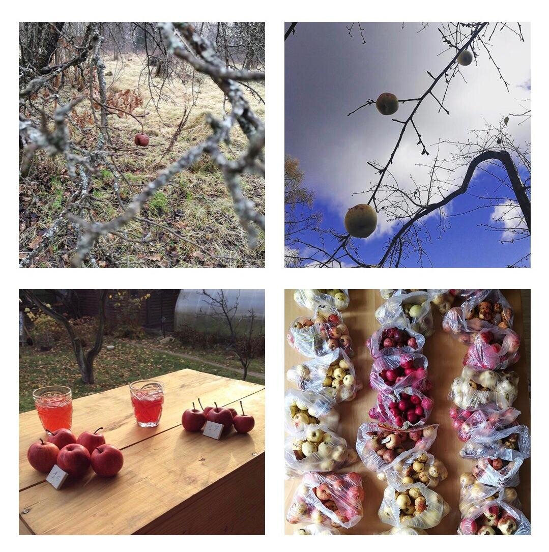 Для сидра используются яблоки различных сортов и вкусовых качеств.