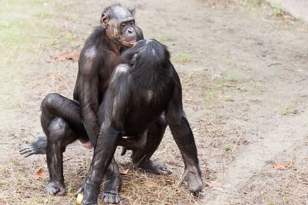 любовь обезьян