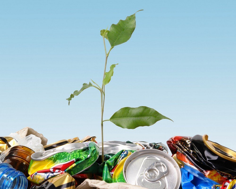 Фотография с сервиса Яндекс.Картинки