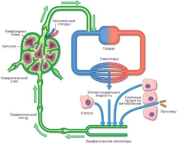 Работа лимфатической системы. Источник изображения: Яндекс. Картинки