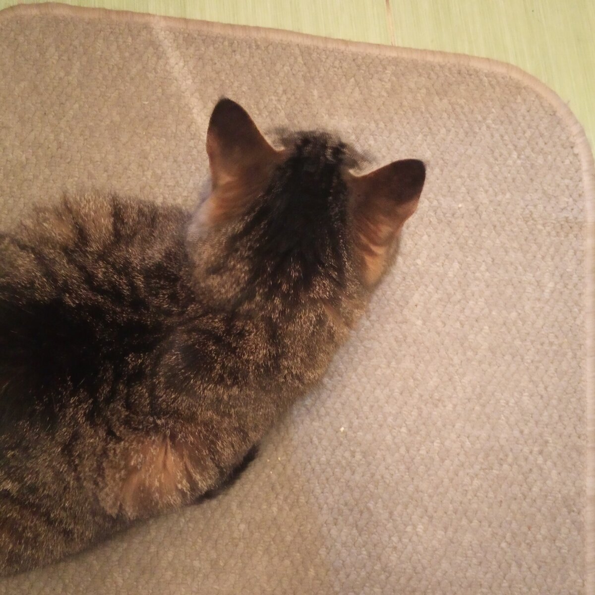 Кот ждет паука