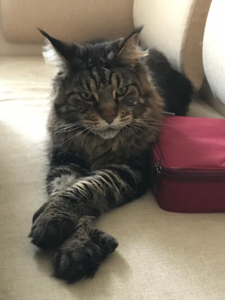 Интересно, куда эти людишки всё время уходят? Наверное мне за едой.... 