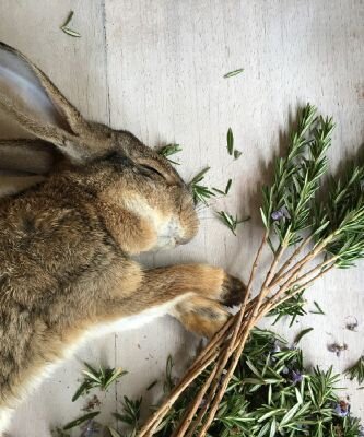 Кролик тоже любит розмарин! 
