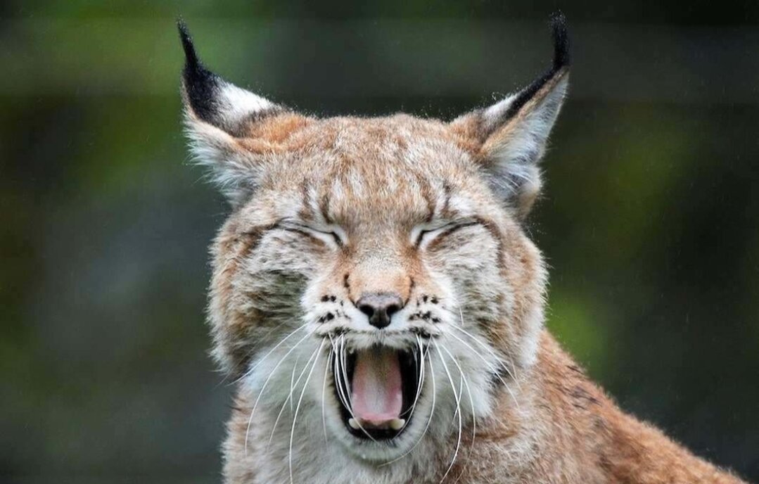 Яндекс, Картинки