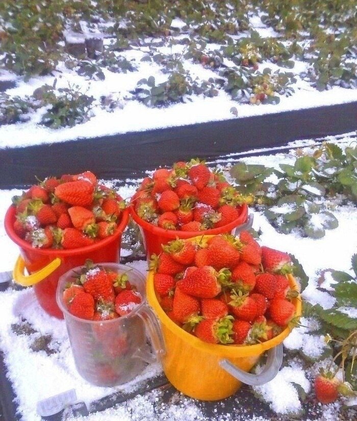 Урожай клубники. Вдохновляющее фото. Фото http://img0.liveinternet.ru/