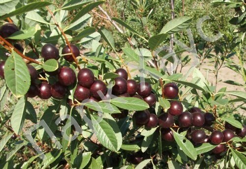 Песчаная вишня