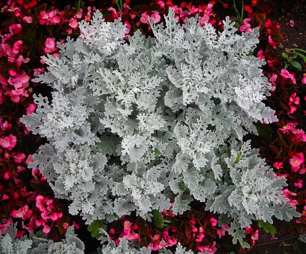 Цинерария серебристая посадка и уход фото. Цинерария Приморская cineraria maritima. Цинерария крестовник пепельный. Цинерария Приморская Андромеда. Цинерария Приморская серебряная пыль.