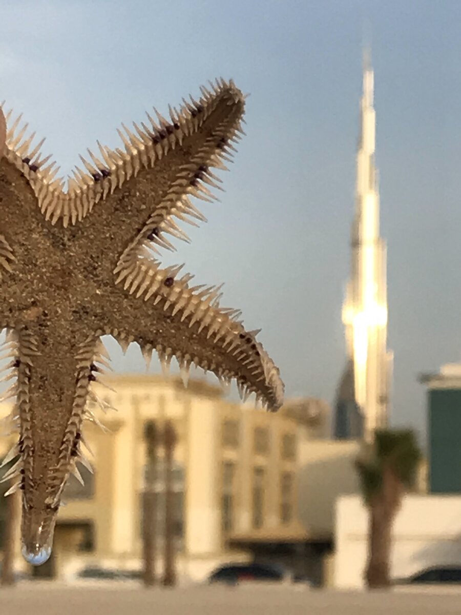 Морские гады залива и Бурж Халифа