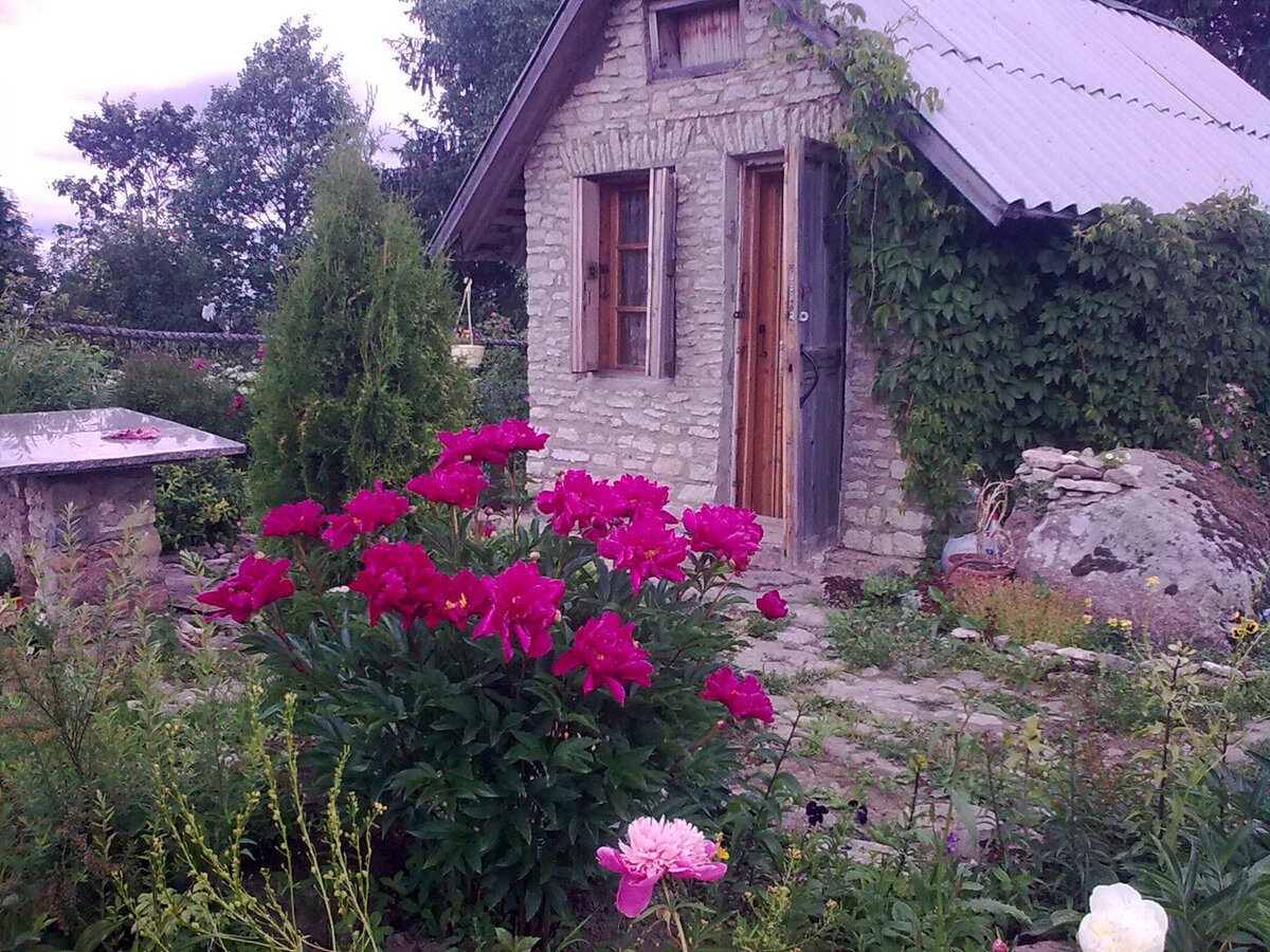 С этого куста я нарезала черенки