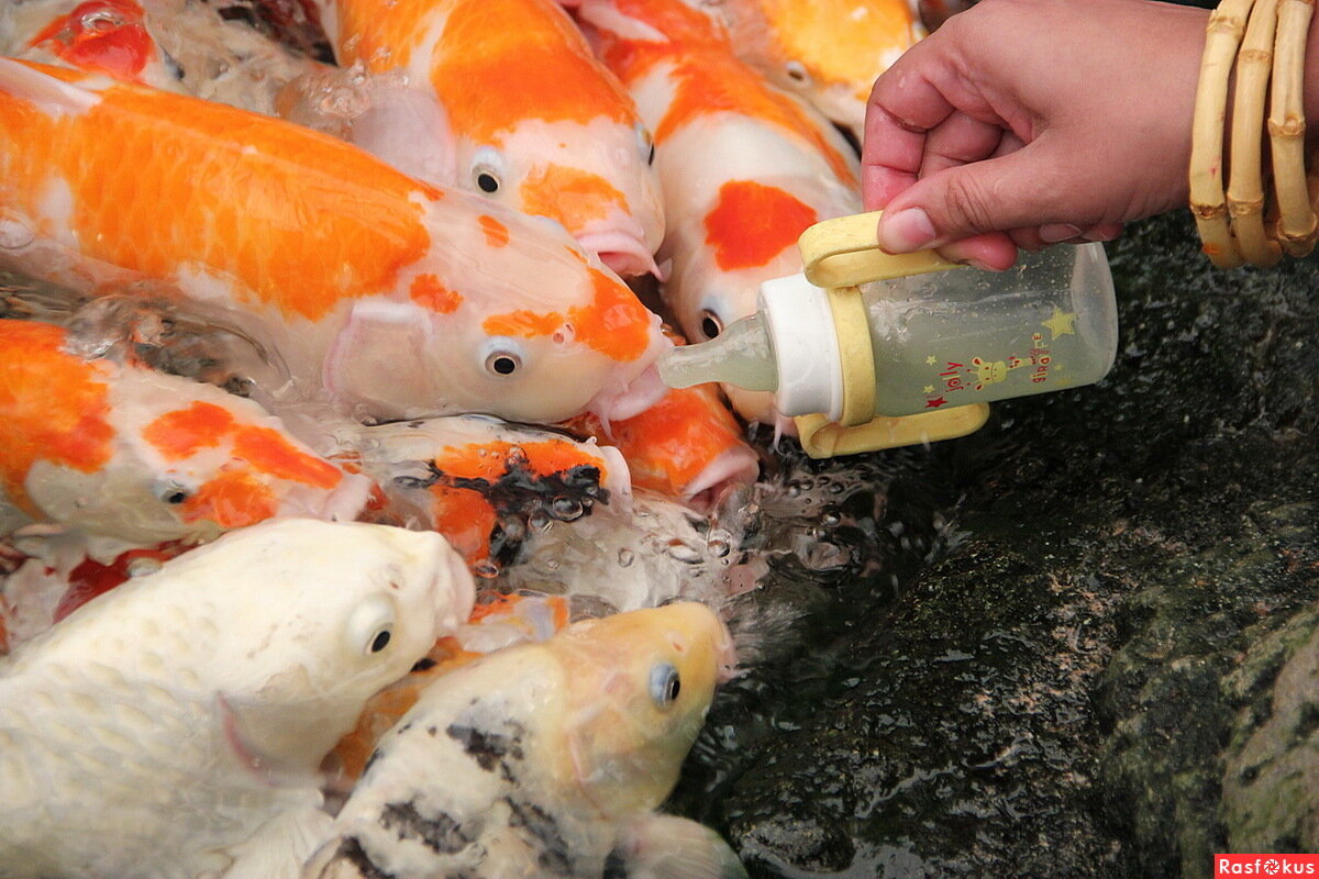 Кормление карпов кои 