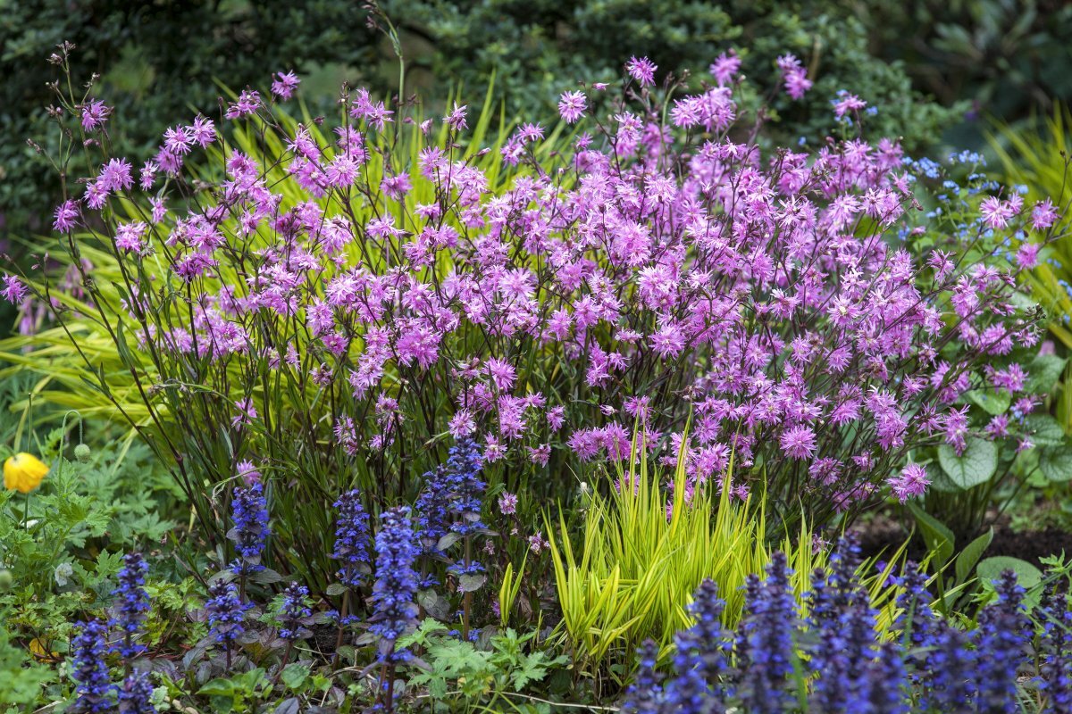 Lychnis Flos-cuculi Jenny