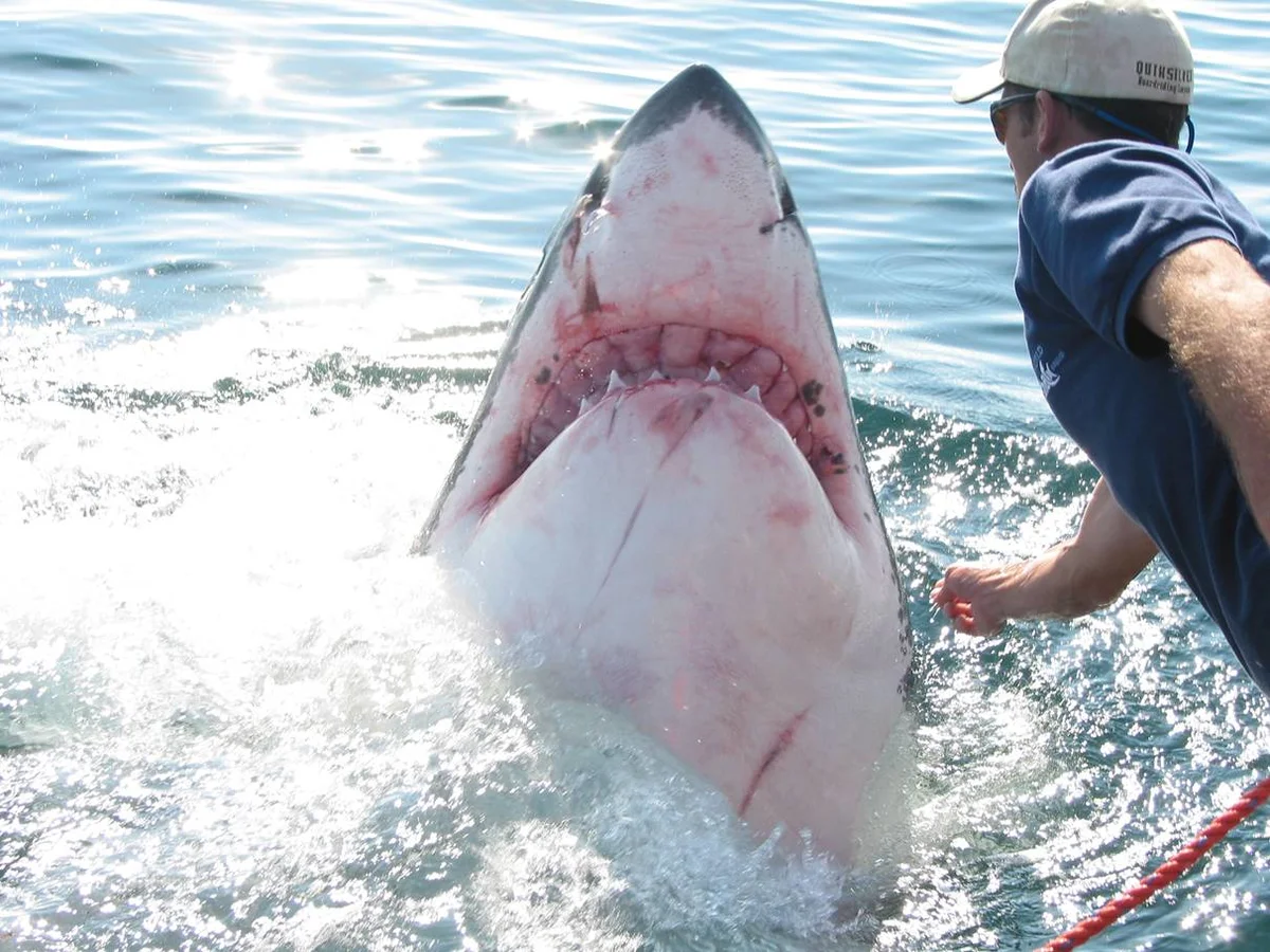 Белая акула людоед кархародон. Shark human