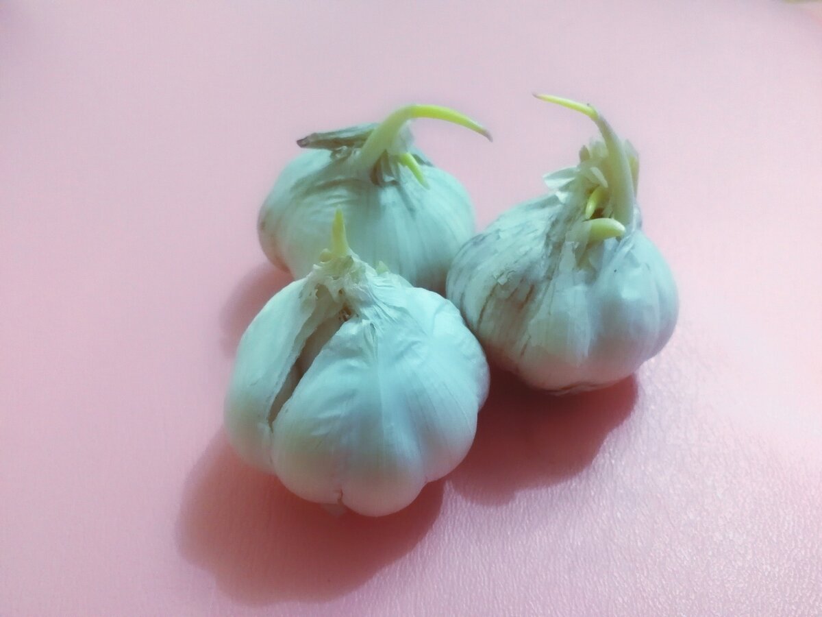 Чеснок - №1 в защите организма!