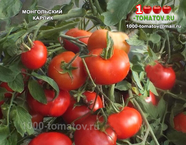 Томат Монгольский карлик фото 1