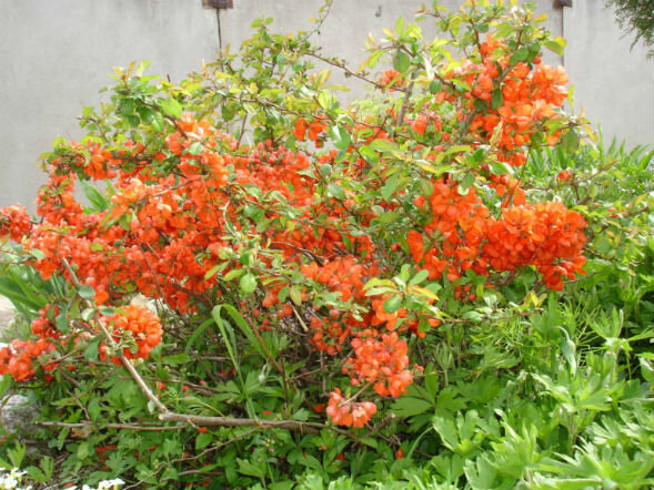 Цветки  ярко-оранжево-красного, иногда – белого или розового цвета, диаметром  до 5 см, собраны по 2-6 цветков в щитковидные соцветия. Имеются сорта  Айвы Японской и с махровыми цветками. Цветет растение в конце апреля –  начале мая, в течение месяца. Плоды яйцевидно-округлые, желто-зеленого  цвета, душистые, съедобные. Созревают в сентябре-октябре. Размножают  Айву японскую семенами, корневыми отпрысками, зелеными черенками.