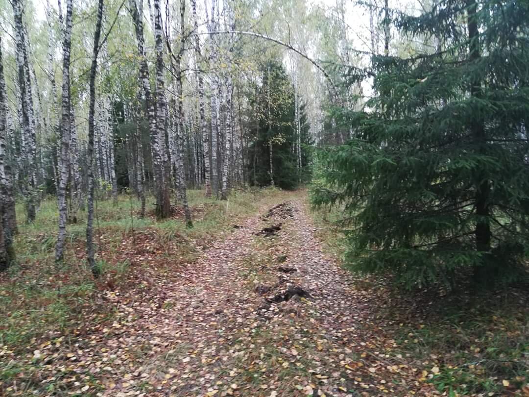 Осень грибная пора