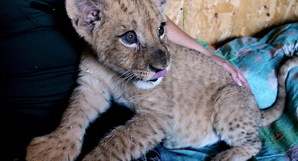 Львенок проживающий в качестве домашнего питомца.