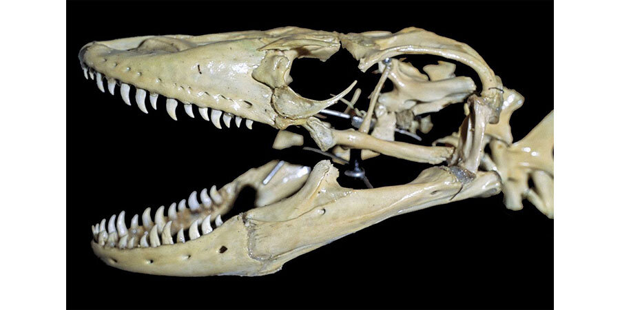 Череп комодского варана. В пасти находится большое количество заостренных и загнутых зубов. Фото:  https://upload.wikimedia.org