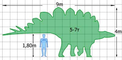 В длину достигал 9м (самый большой стегозавр был найден в Аризоне – 9м 79см)В высоту стегозавр был не больше 4м
Масса тела – 5-7тонн 