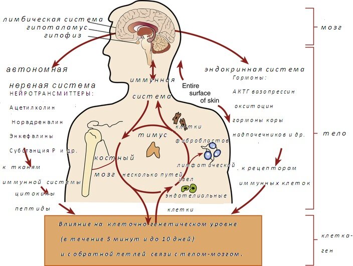 На иммунитет можно влиять через гипоталамо-гипофизарную систему