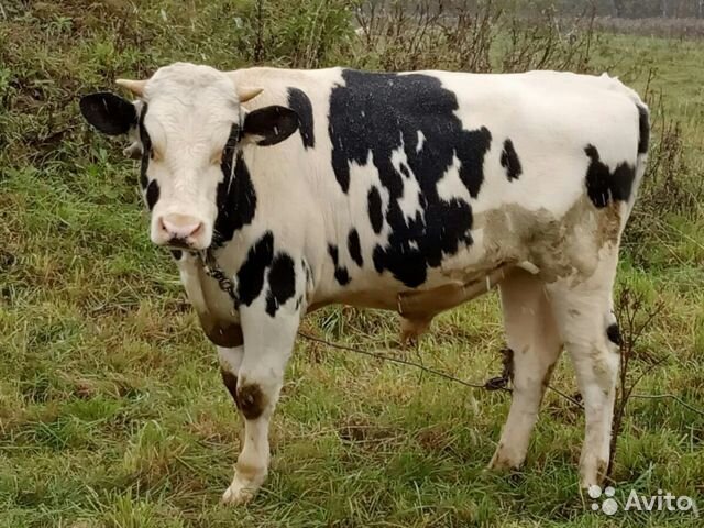 фото из интернета