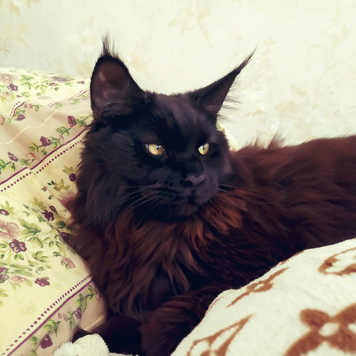 Опять щётка для вычесывания?