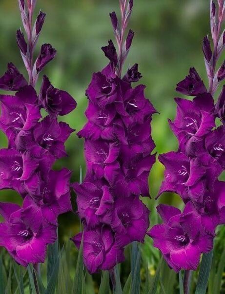 https://www.pinterest.ru/pin/396387204694672981/Г