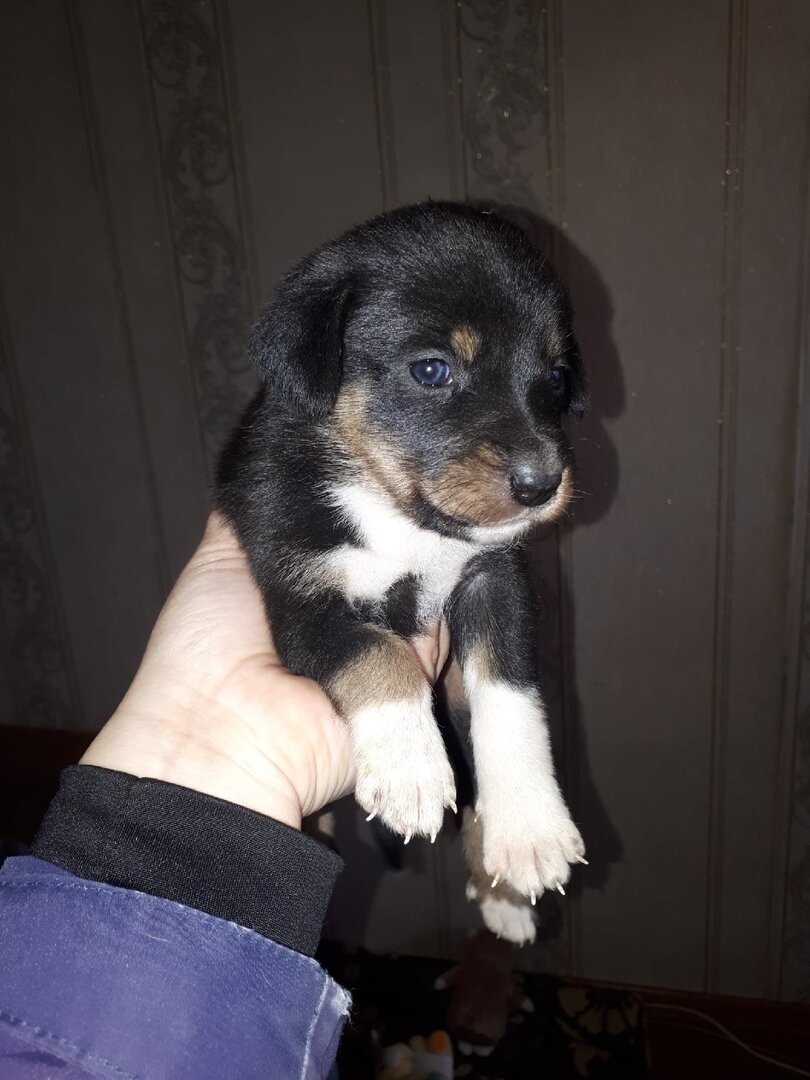 Малышок