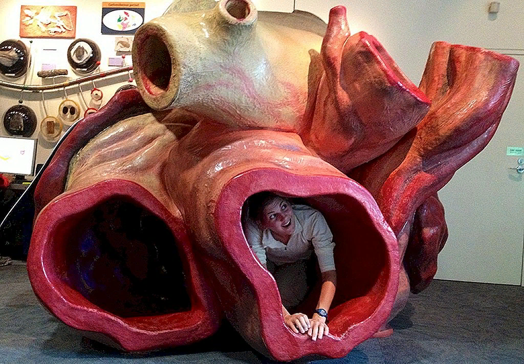 Масса сердца взрослого человека. Сердце весит. Вес сердца взрослого человека. Размер сердца синего кита. Сердце весит.