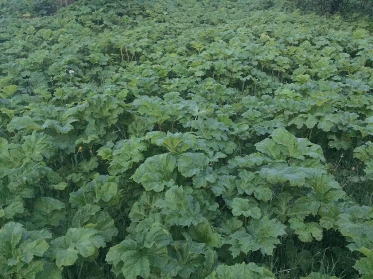 Борщевик заполонил весь участок.