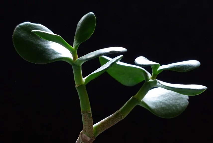 Фото: pixabay.com