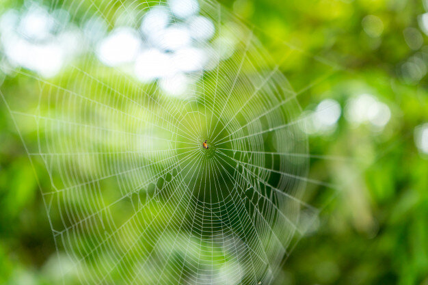 Круглая паутина