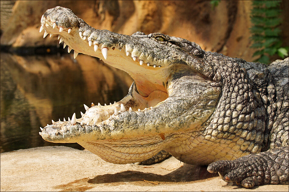 Крокодил живет в африке. Нильский крокодил. Африканский Нильский крокодил. Нильский Аллигатор. Животные Африки Нильский крокодил.