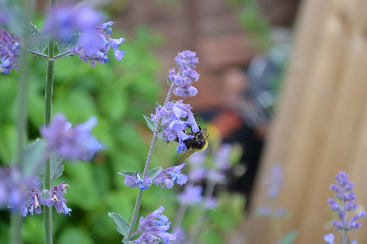 Кошачья мята (Nepeta cataria)