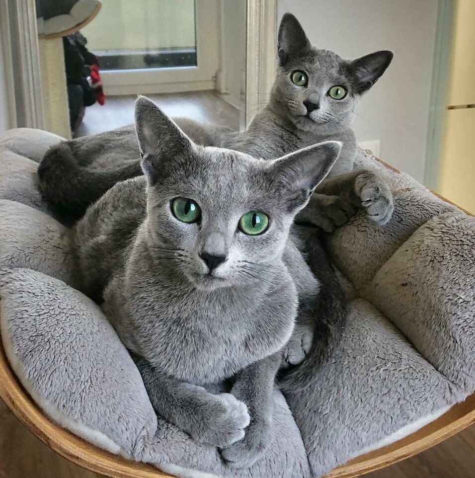 Русская голубая