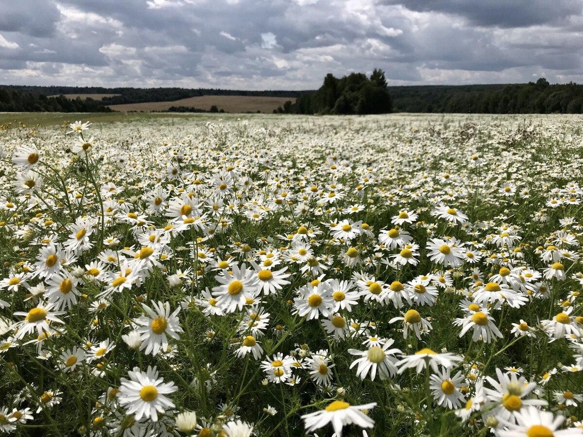 Огромное поле ромашек фото