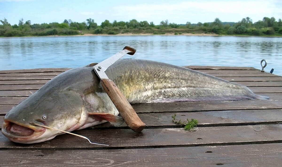 Какая рыба водится на реке Ока: подробная информация