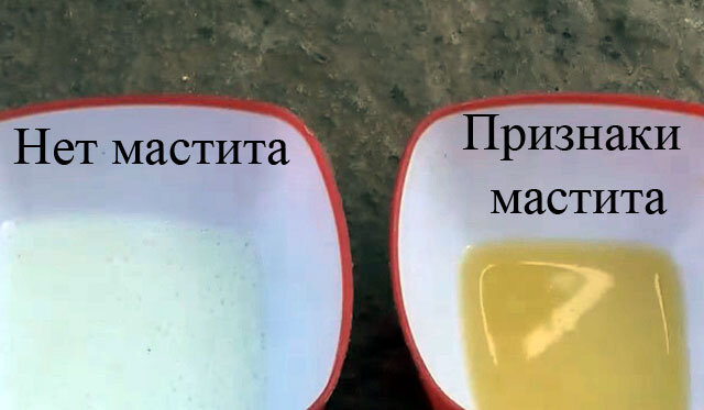 Мастит: Причины, симптомы, диагностика и лечение — Сеть МЦ «Доктор Боголюбов»