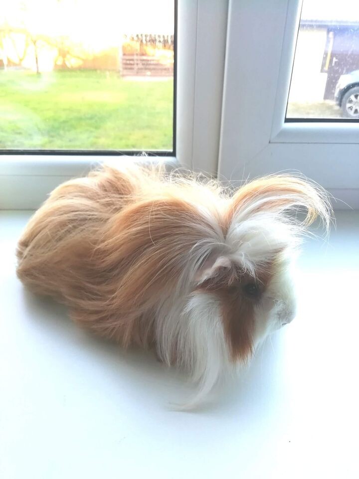 Сначала он  был Лео