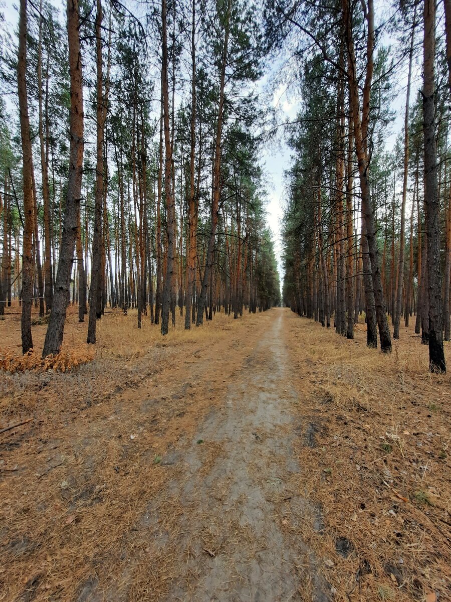 Ресторан форест россошь
