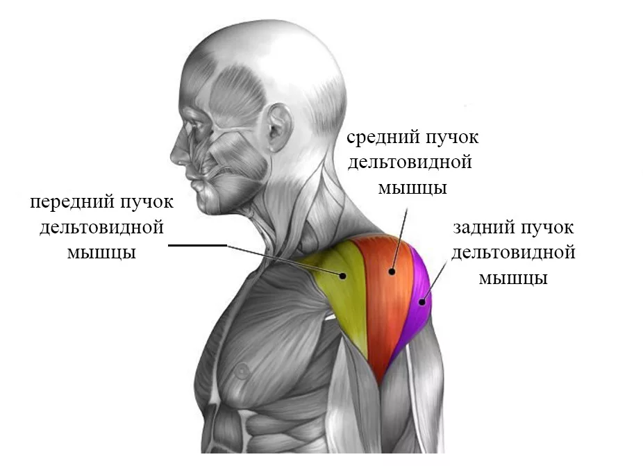 Задняя Дельта мышца - 69 фото