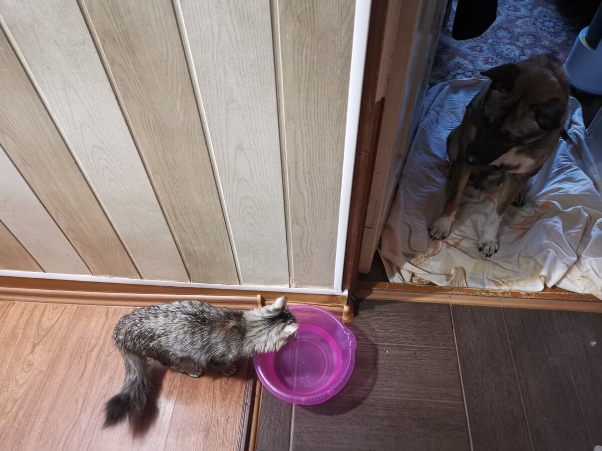 Маруся пошла знакомиться со Степой