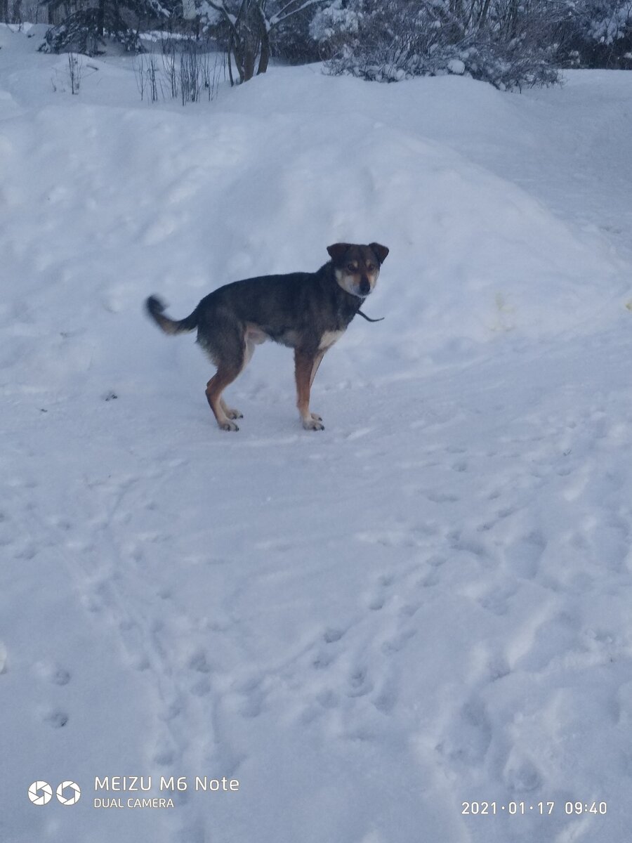 Я зову его Дружком,угощаю творожком...