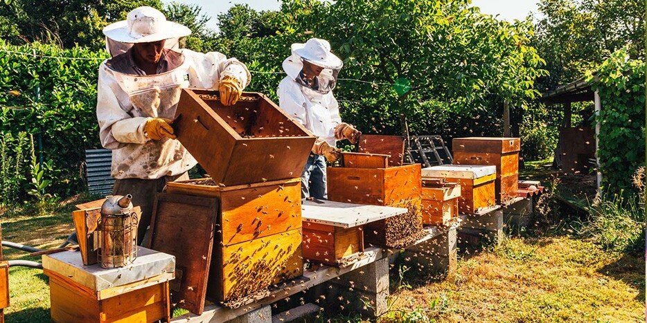 Максимально защитите пасеку от ветра