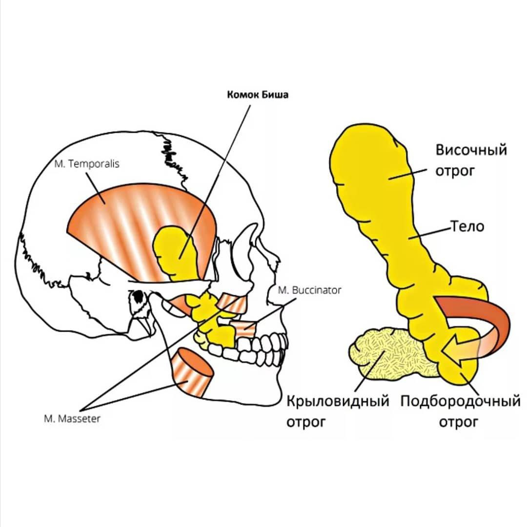 Профа биша. Где находятся комки Биша на лице схема. Жировой комок Биша топографическая анатомия. Комок Биша топографическая анатомия.