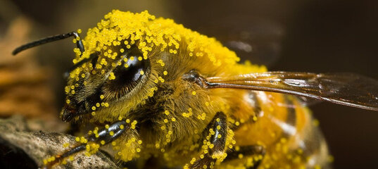 Пчелы превосходят своим интеллектом суперкомпьютеры
