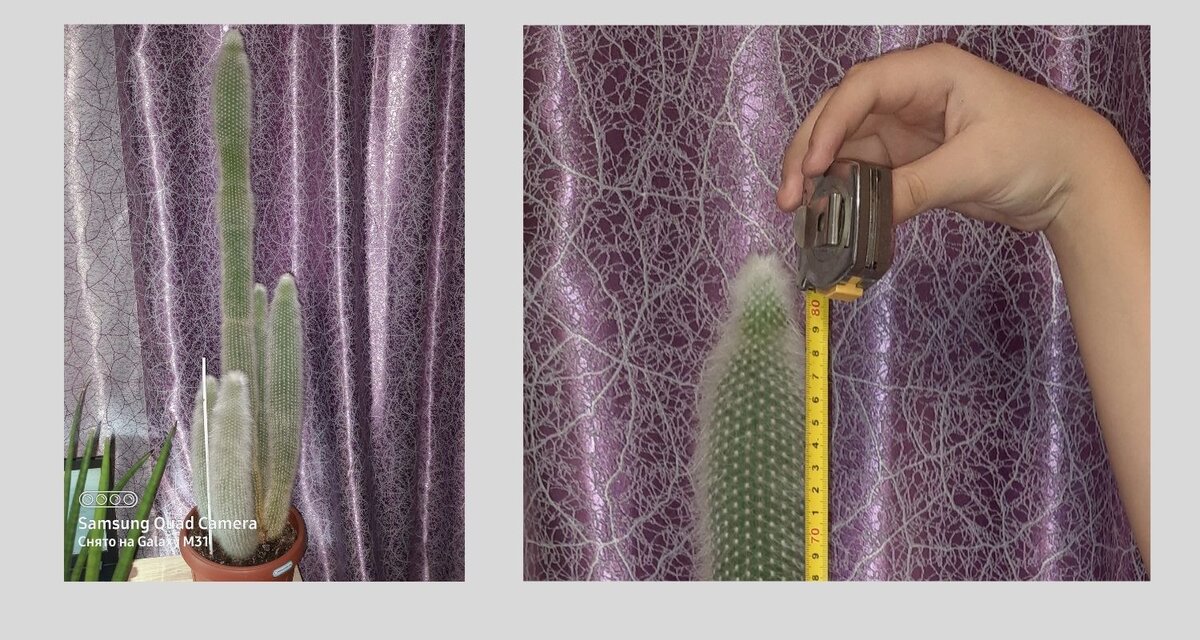 Пушистый "малыш" вырастает до 3-х метров!