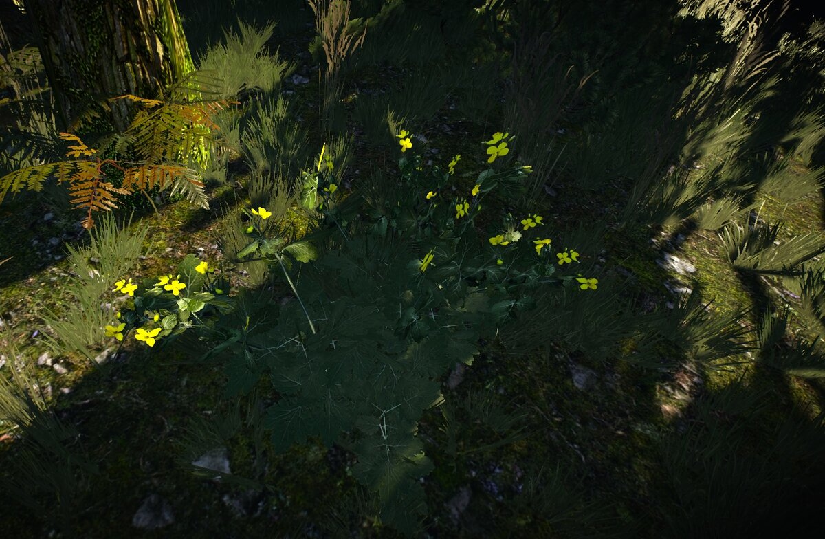 Лесная ласточкина трава.