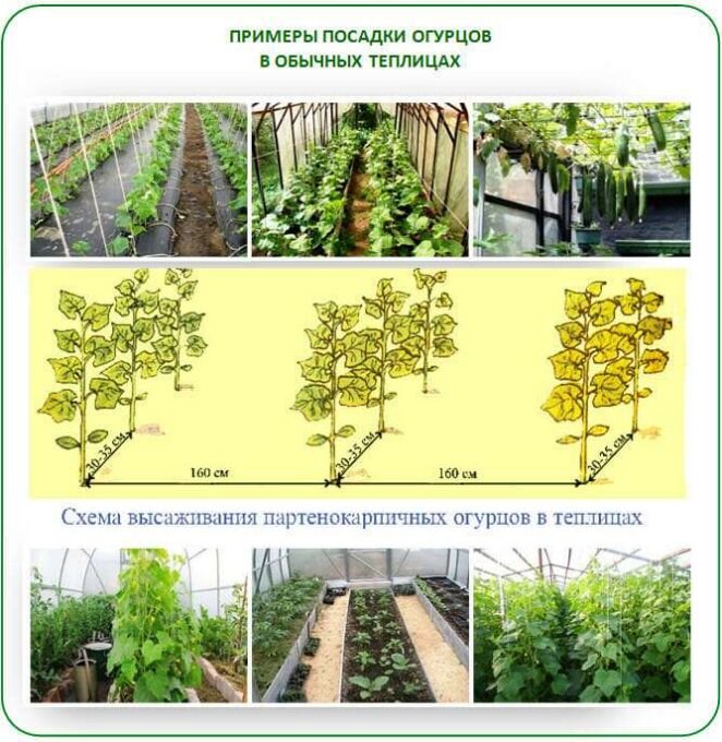 Схемы посадки огурцов: 4 причины, почему стоит их соблюдать | AgroMarket интернет магазин семян